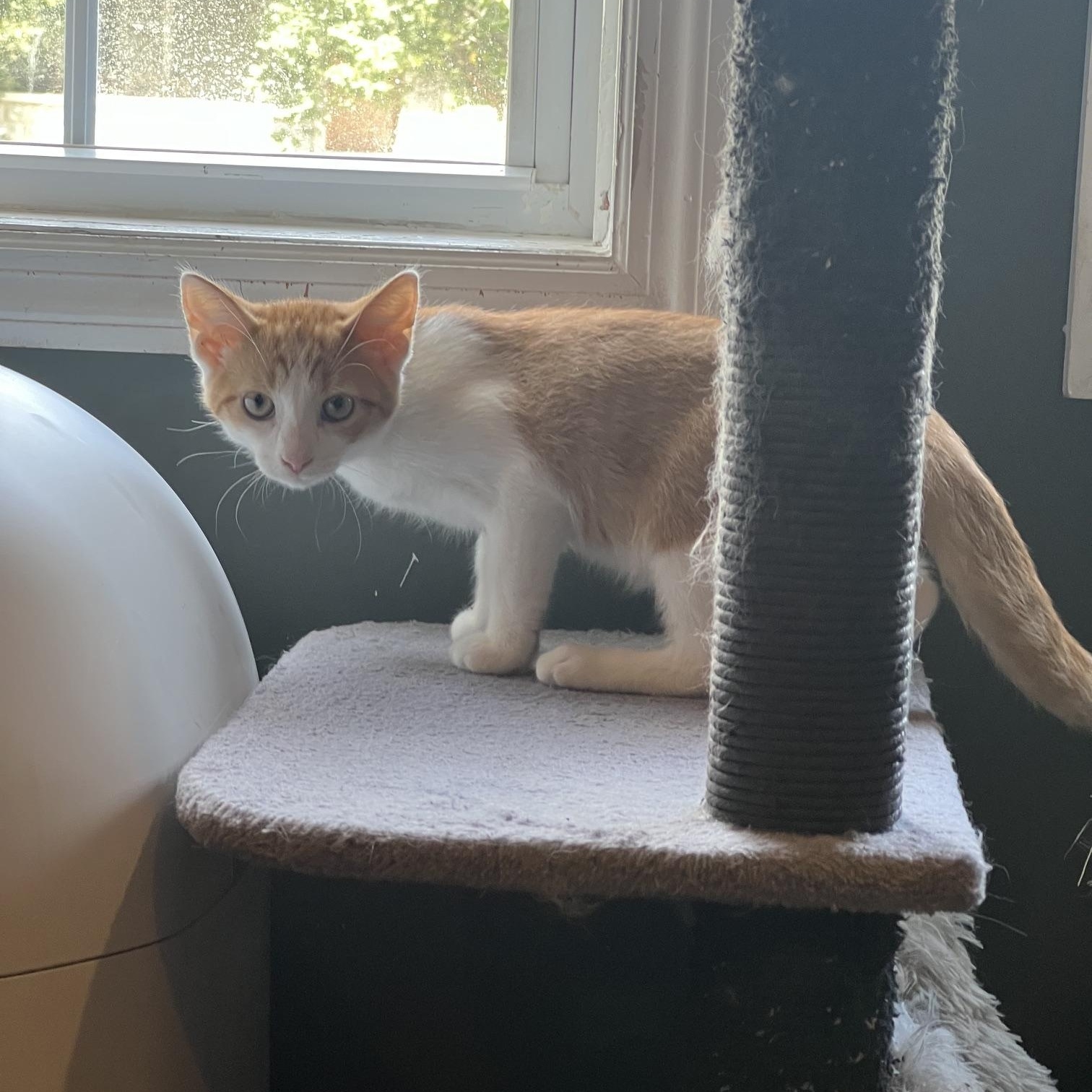 Enlarge Cash, an adopted Domestic Short Hair in Louisville, KY image 5/6