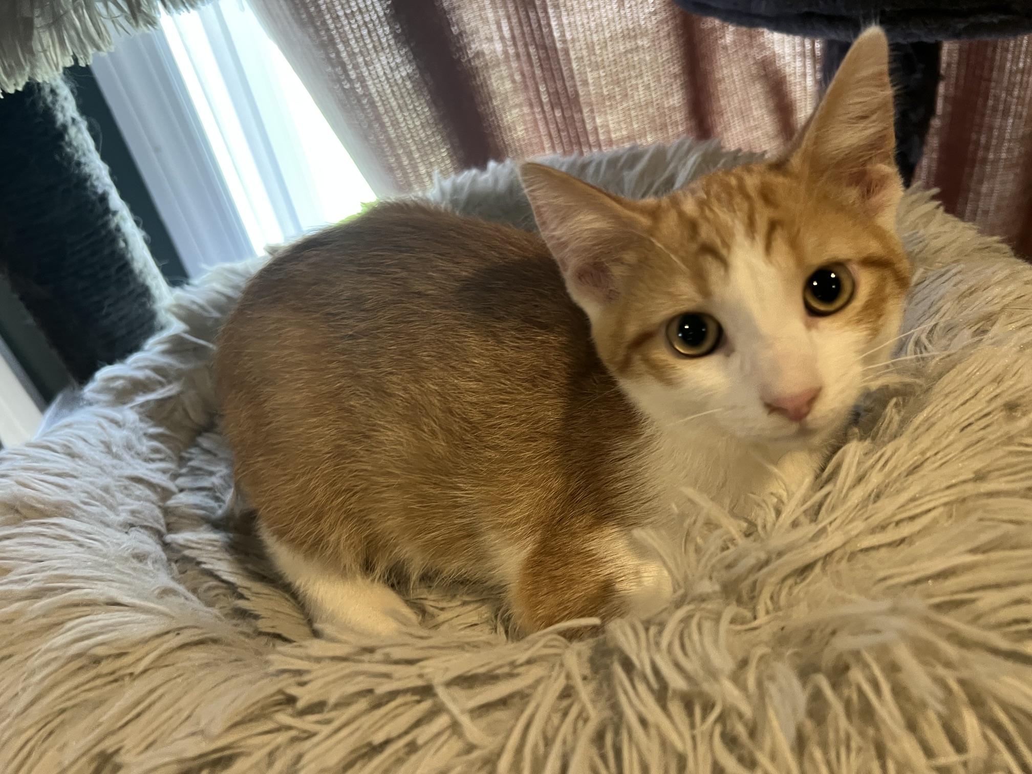 Enlarge Cash, an adopted Domestic Short Hair in Louisville, KY image 6/6