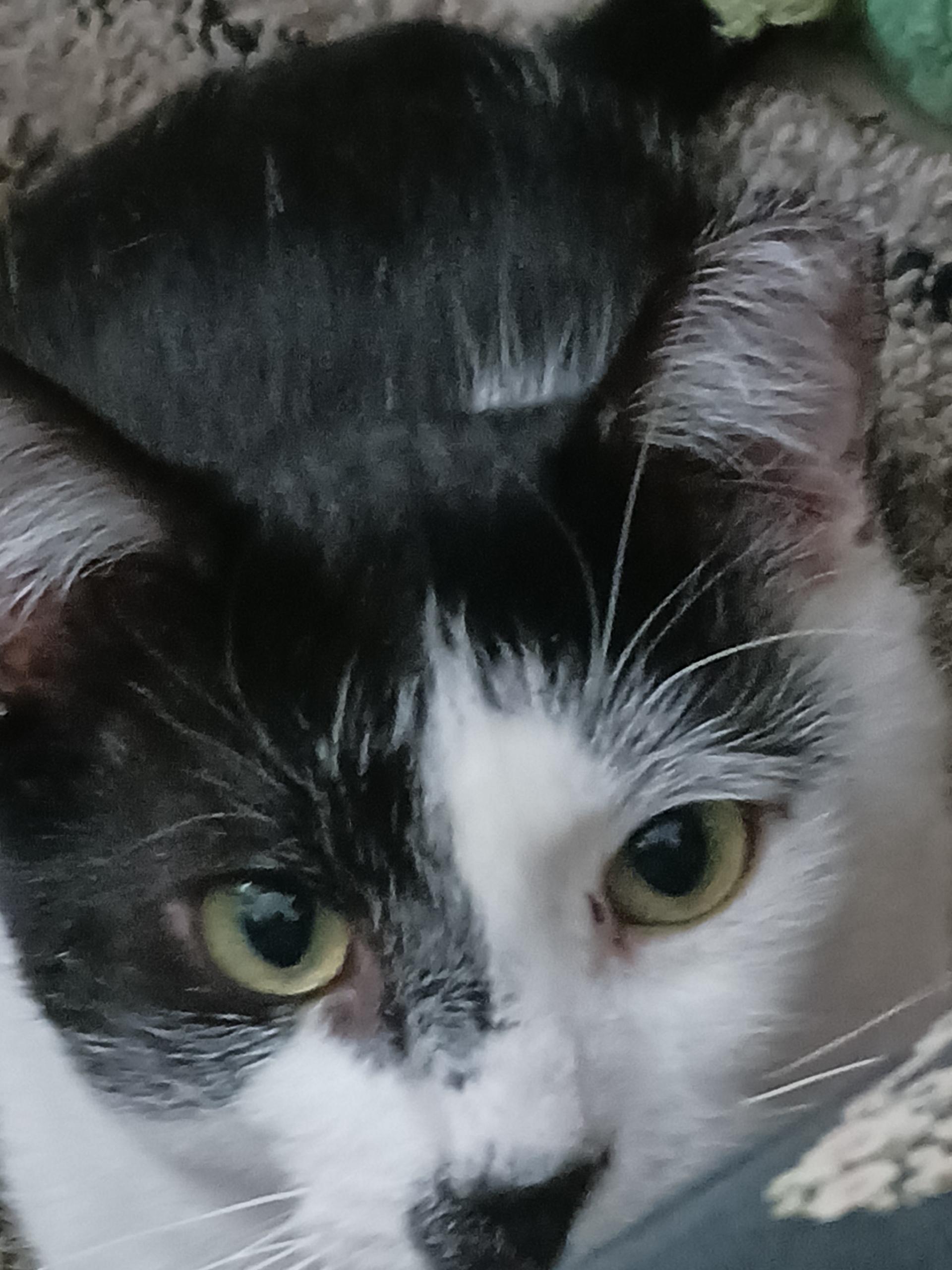 Mr Kitty, ADOPTABLE, Adult Male Domestic Short Hair.