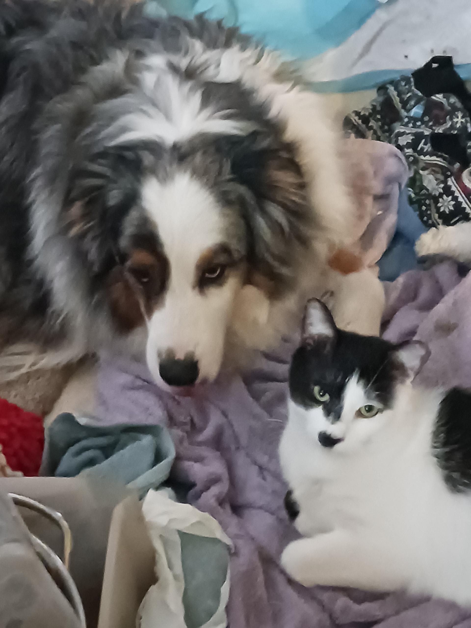 Enlarge Mr Kitty, a ADOPTABLE Domestic Short Hair in Highland, IN image 2/2