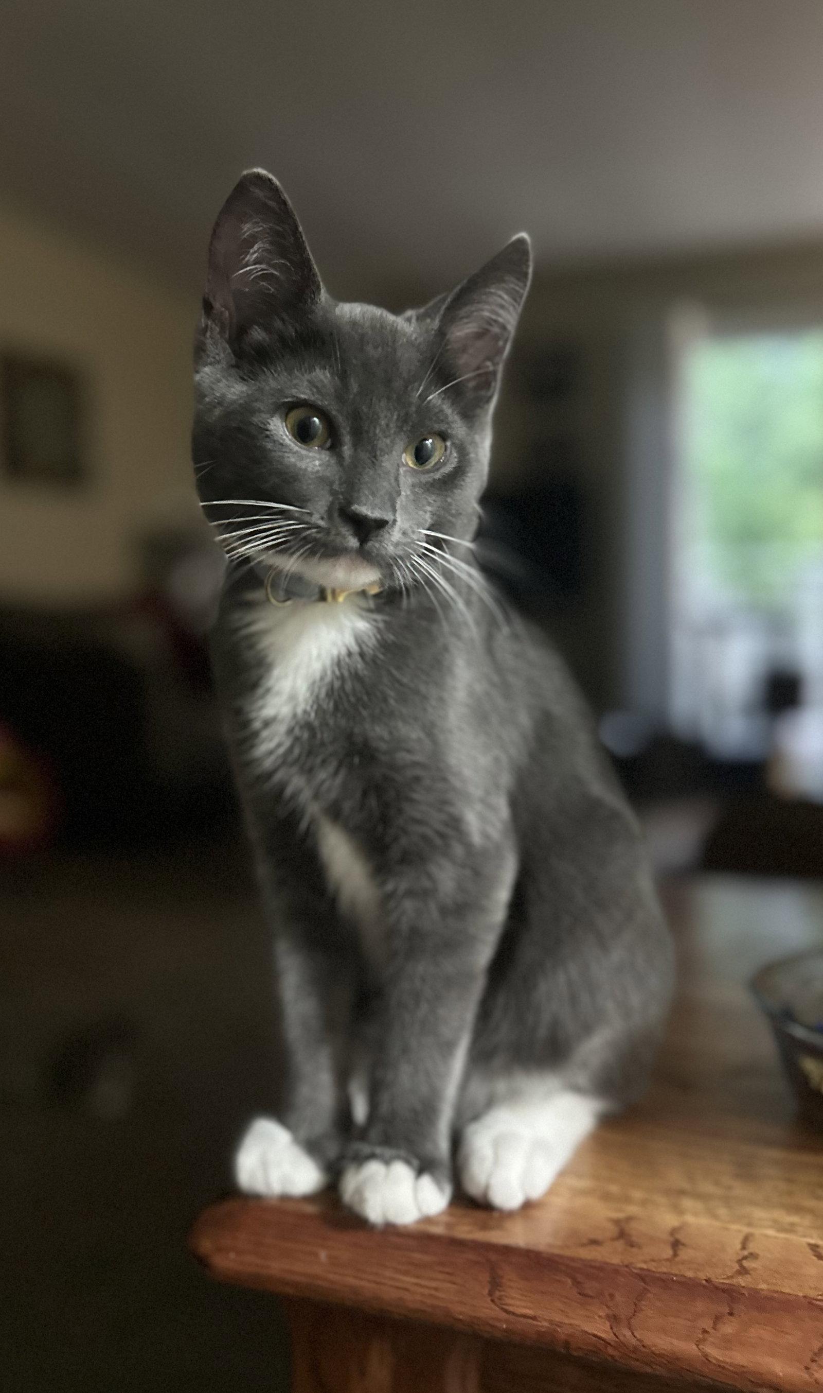 Hg Litter Leonardo, a Adoptable Domestic Short Hair in Livonia, MI image 1/3