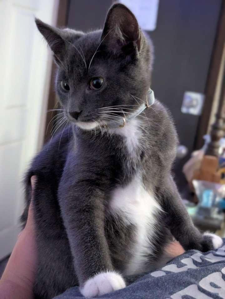 Hg Litter Leonardo, a Adoptable Domestic Short Hair in Livonia, MI image 2/3