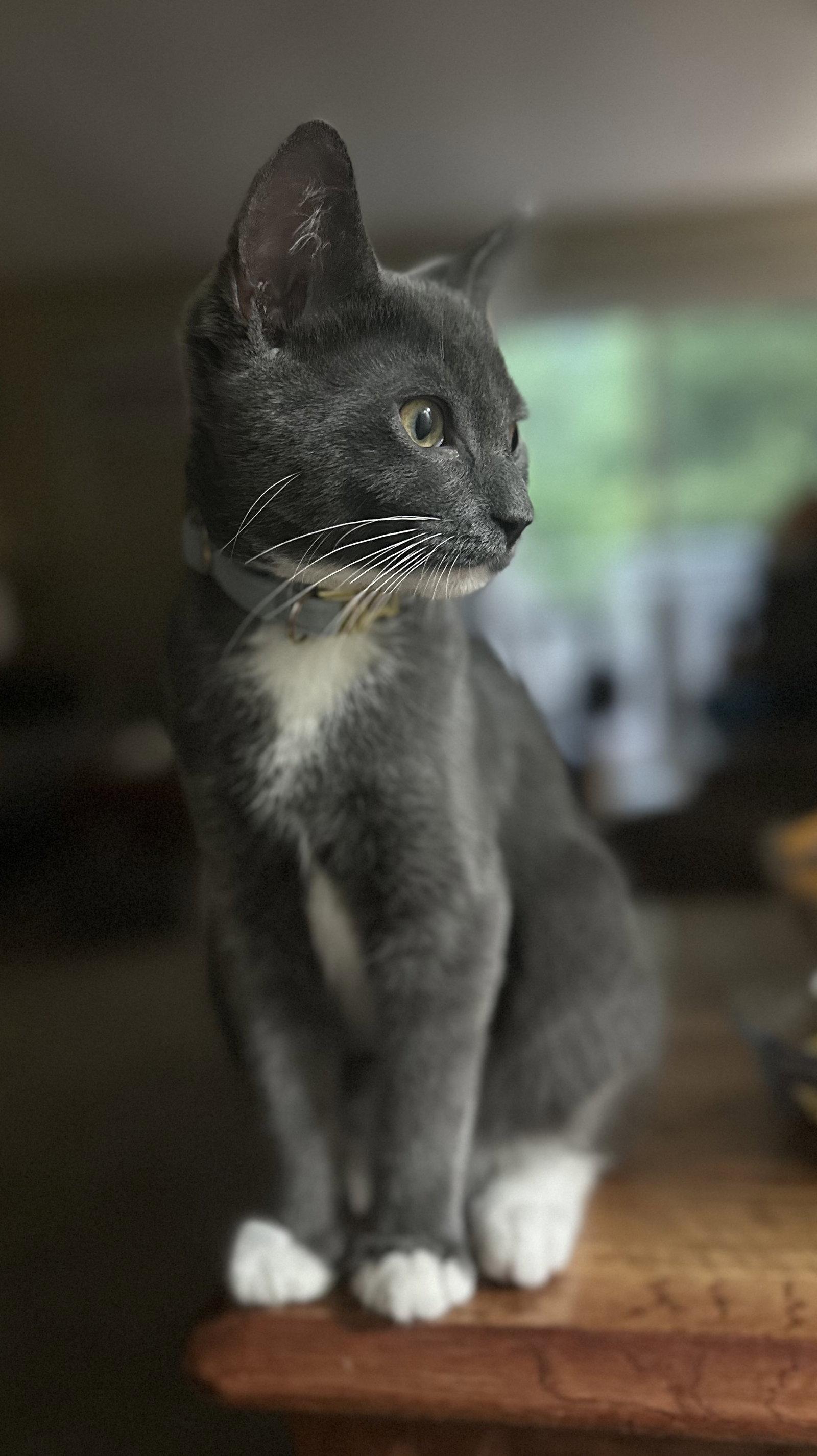 Hg Litter Leonardo, a Adoptable Domestic Short Hair in Livonia, MI image 3/3