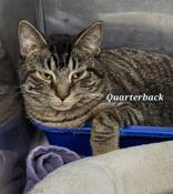 Quarterback, Adoptable, Young Male Domestic Short Hair.