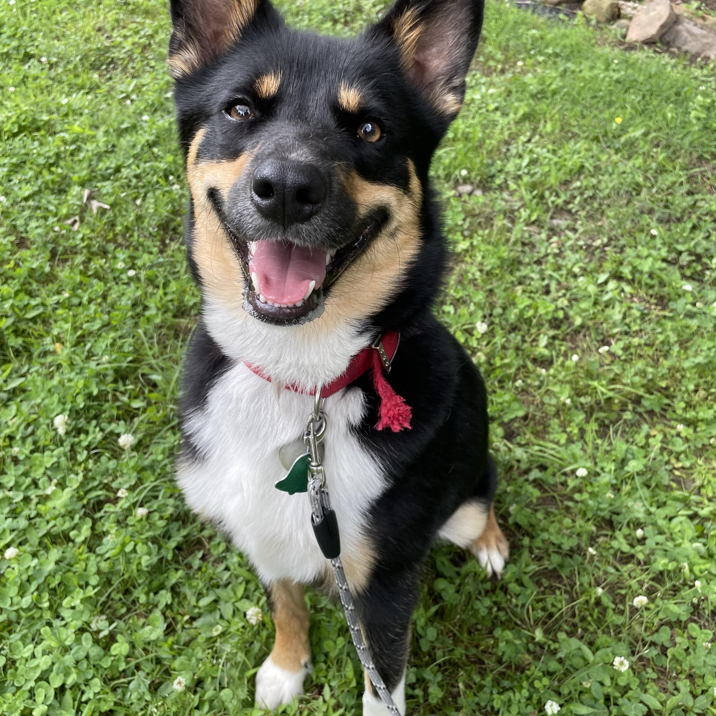 Gus, a Adoptable mixed breed in Heber Springs, AR image 1/4