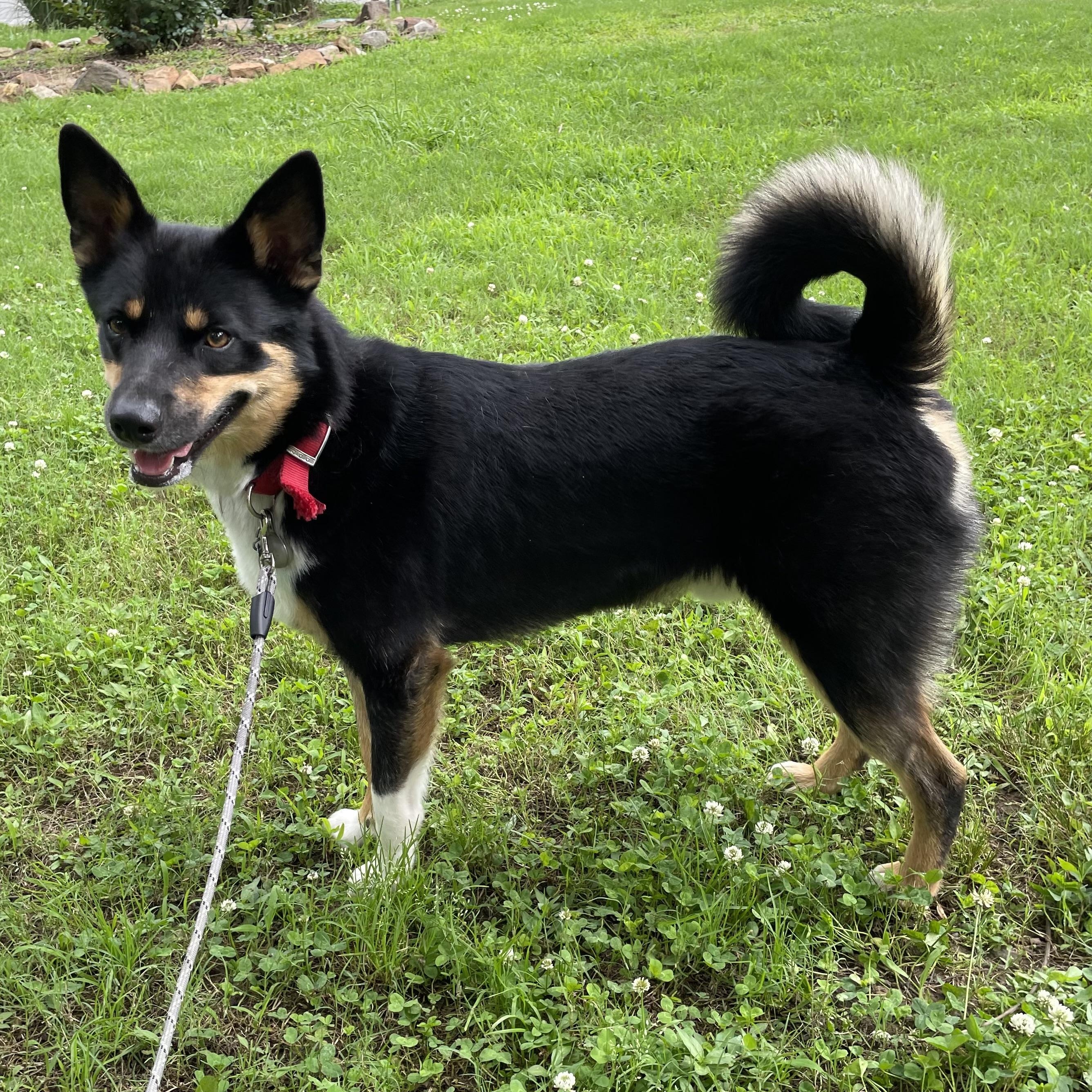 Gus, a Adoptable mixed breed in Heber Springs, AR image 2/4