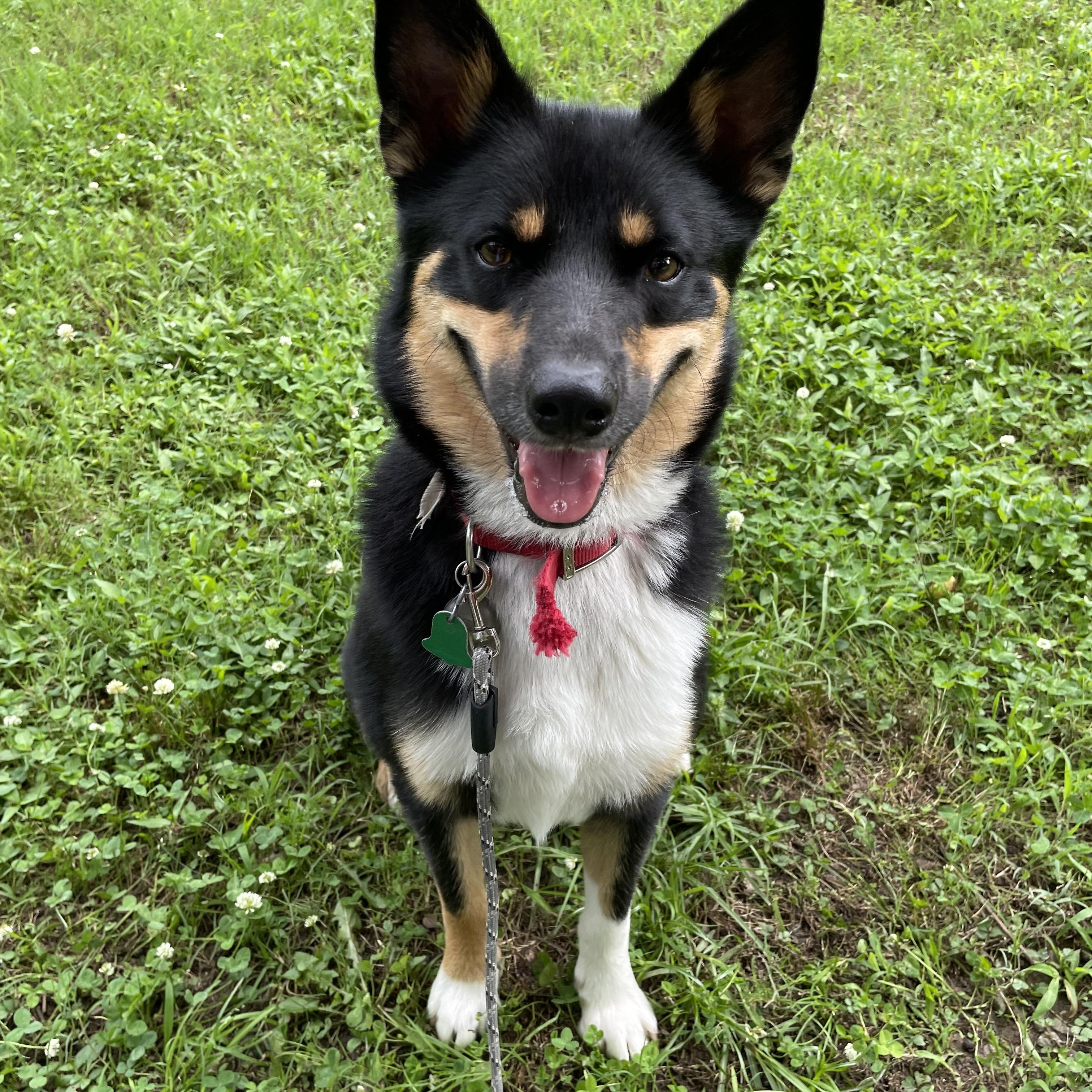Gus, a Adoptable mixed breed in Heber Springs, AR image 3/4