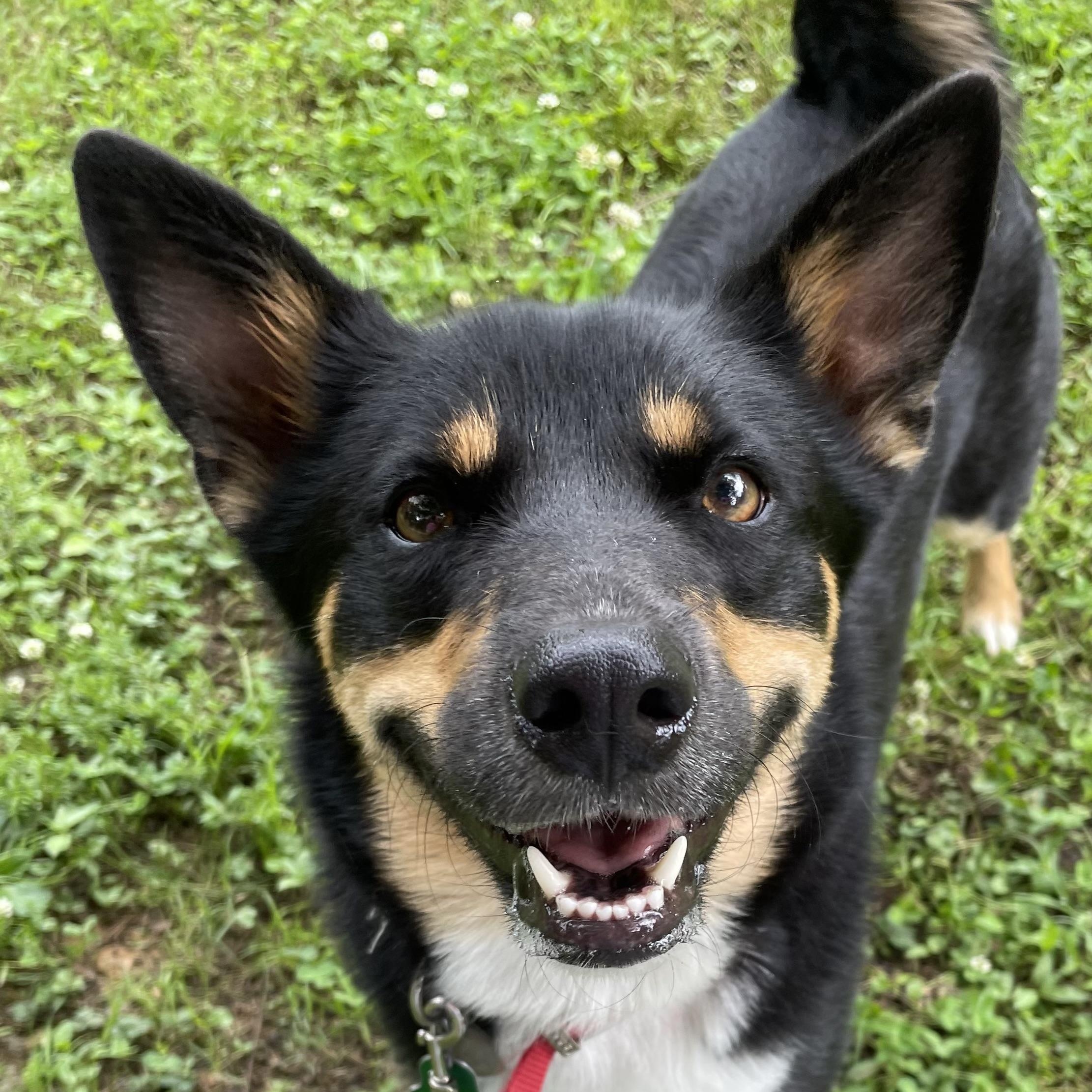 Gus, a Adoptable mixed breed in Heber Springs, AR image 4/4