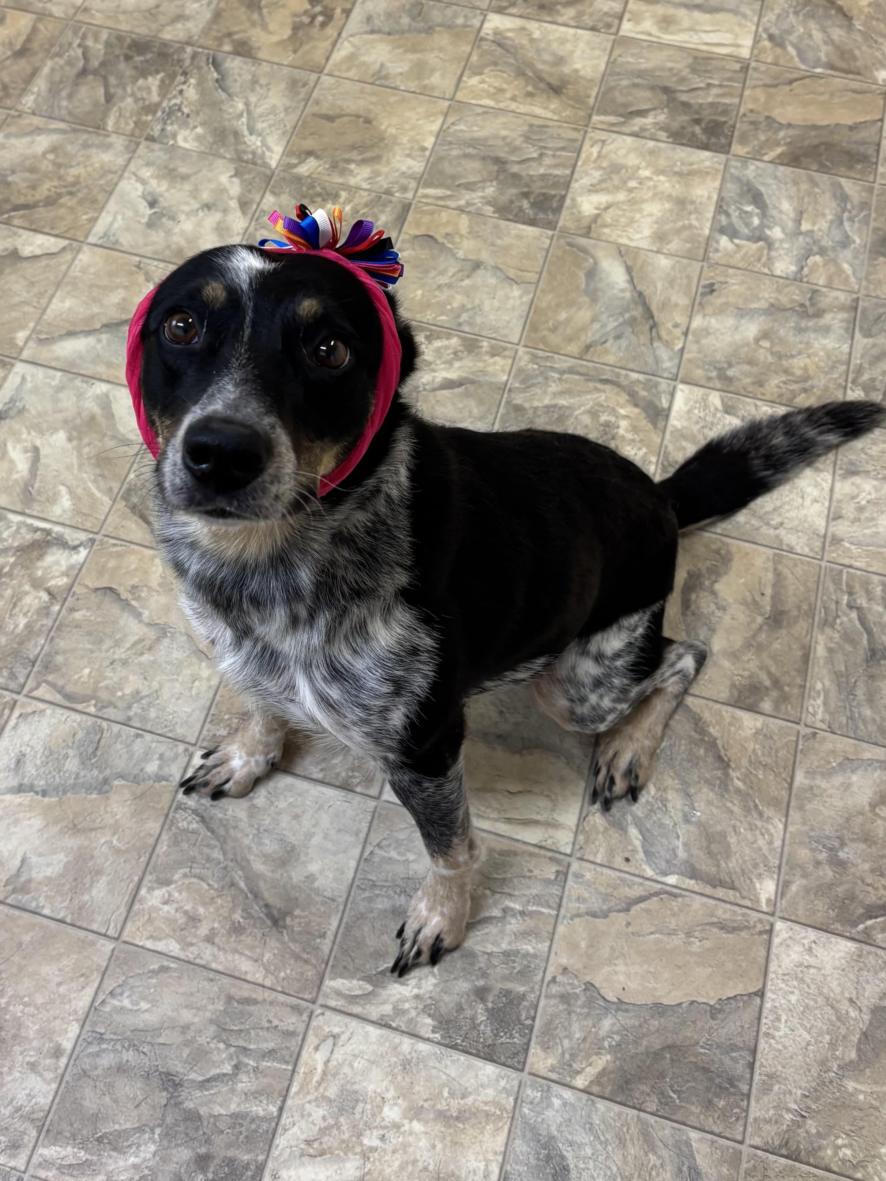 Ladybug, Adoptable, Adult Female Australian Cattle Dog / Blue Heeler.