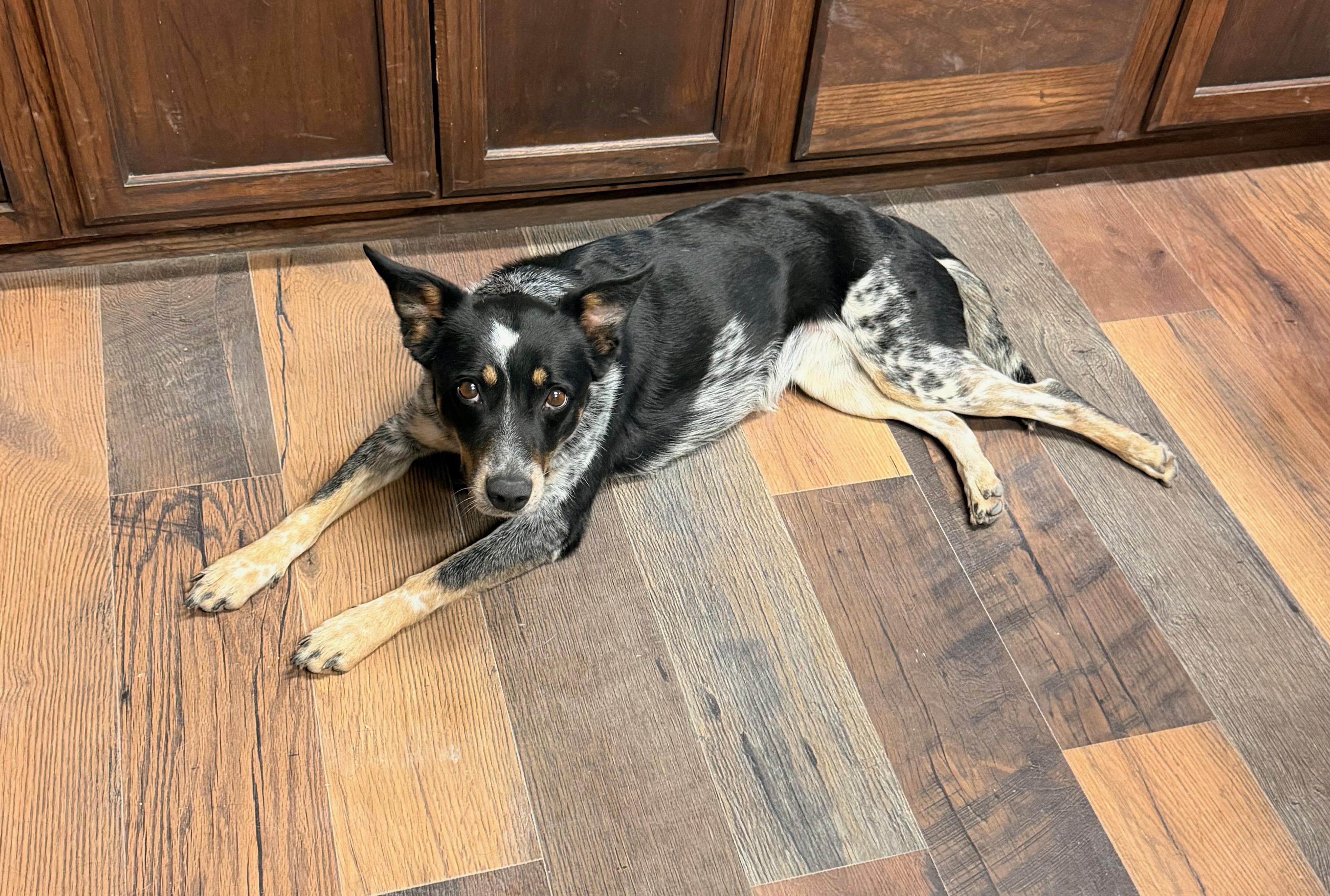 Enlarge Ladybug, a Adoptable mixed breed in Pilot Point, TX image 3/3