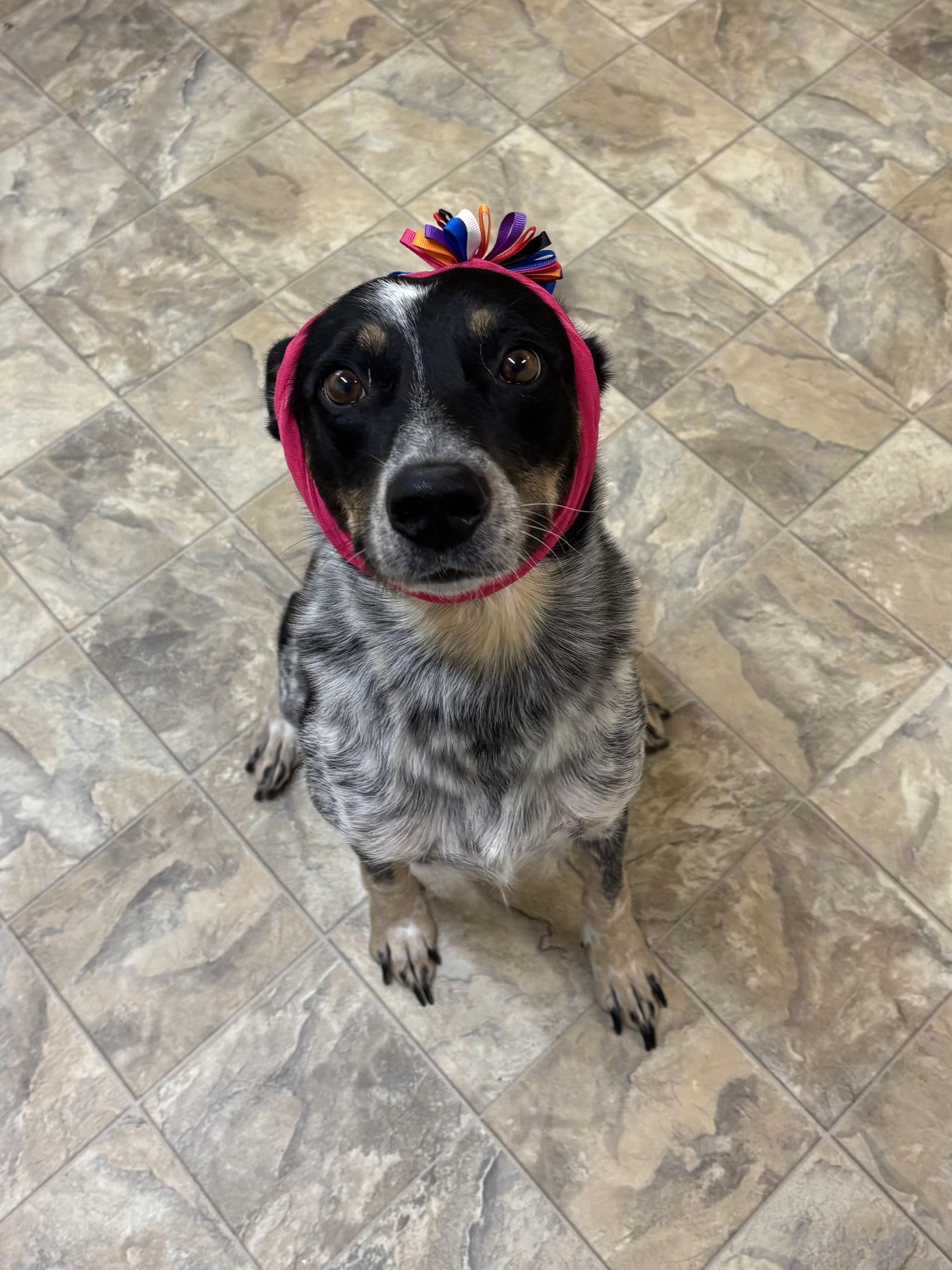 Enlarge Ladybug, a Adoptable Australian Cattle Dog / Blue Heeler in Pilot Point, TX image 2/3