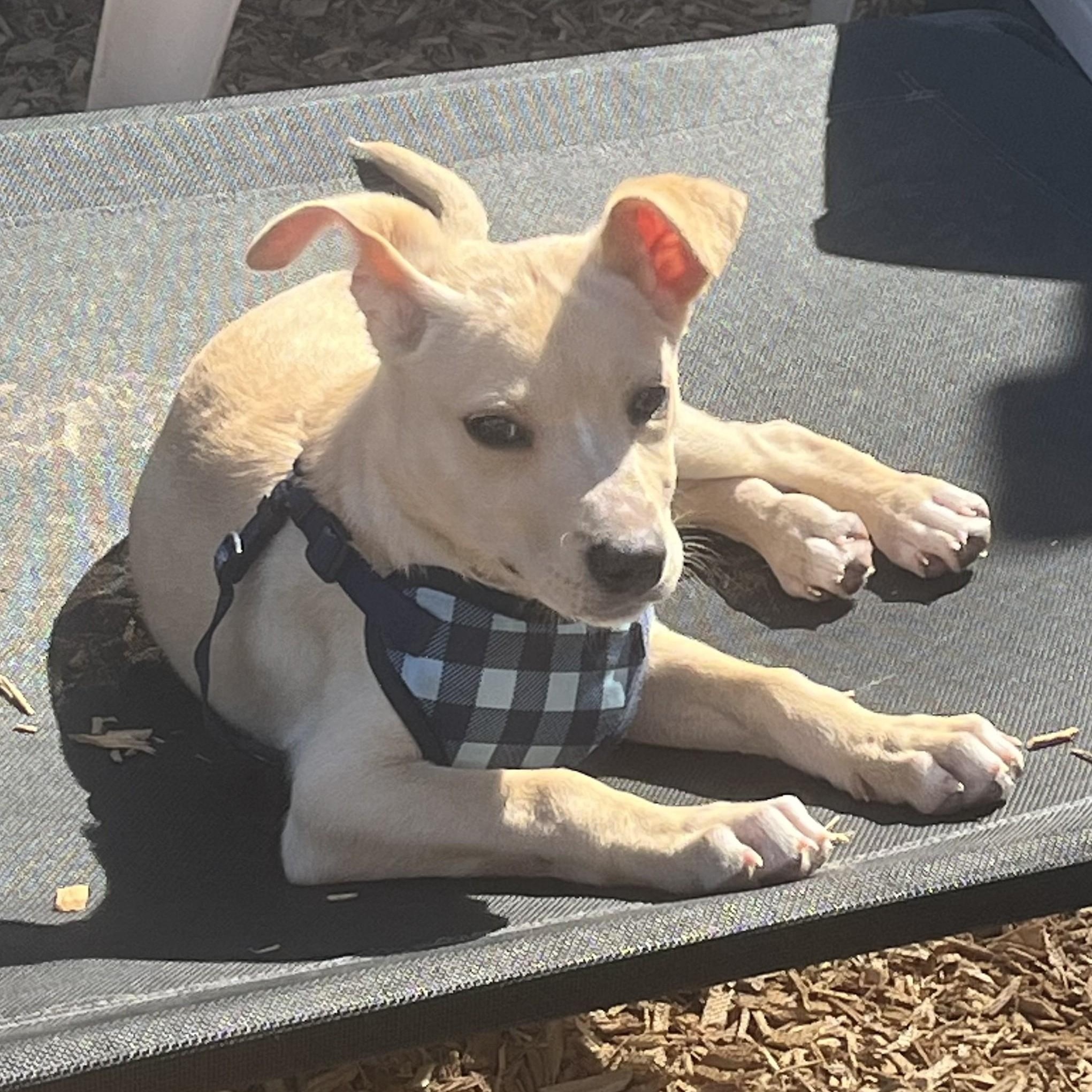 Poppy, a ADOPTABLE mixed breed in Abington, PA image 2/2