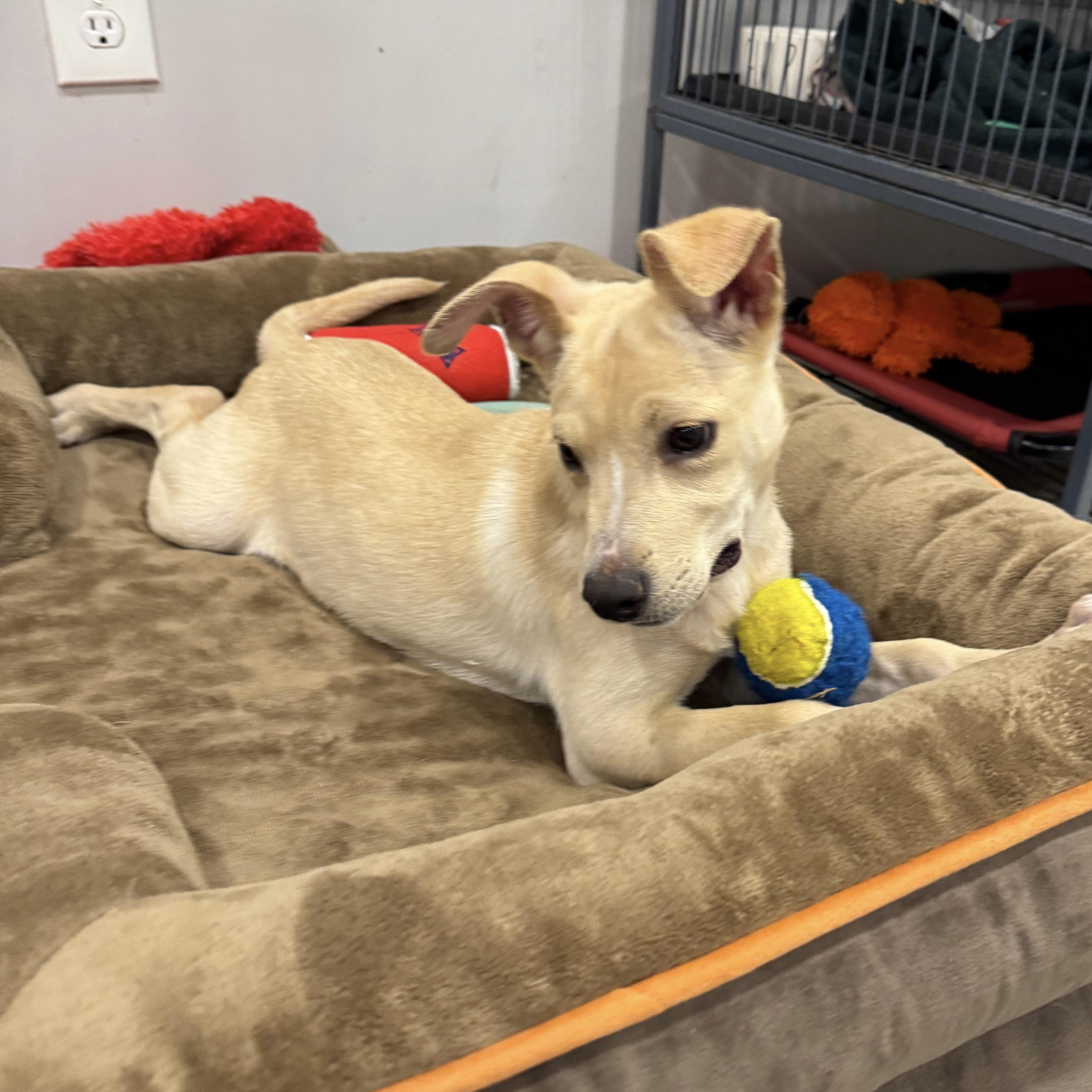 Poppy, ADOPTABLE, Puppy Female Yellow Labrador Retriever & Chihuahua.