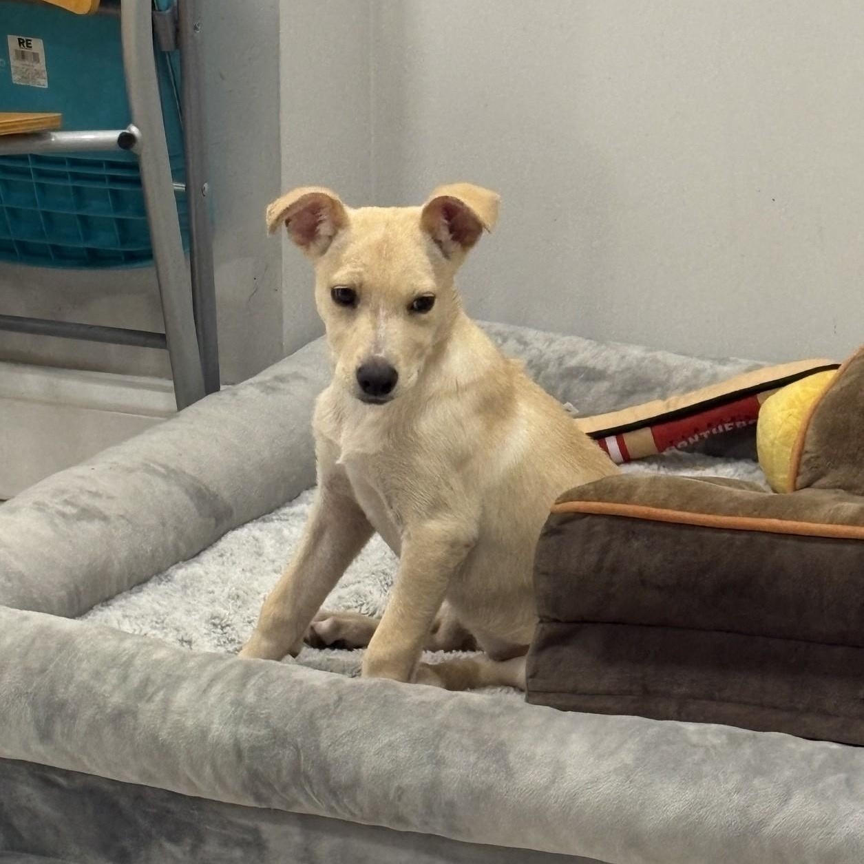 Poppy, ADOPTABLE, Puppy Female Yellow Labrador Retriever & Chihuahua.
