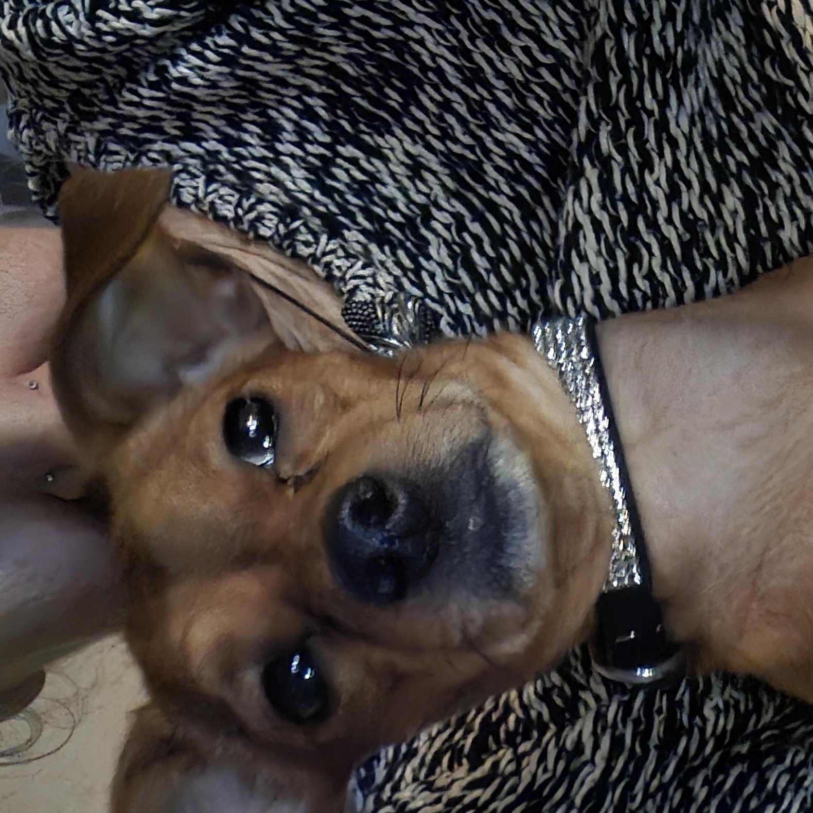 Enlarge Diamond, a ADOPTABLE mixed breed in Hazlet, NJ image 2/4