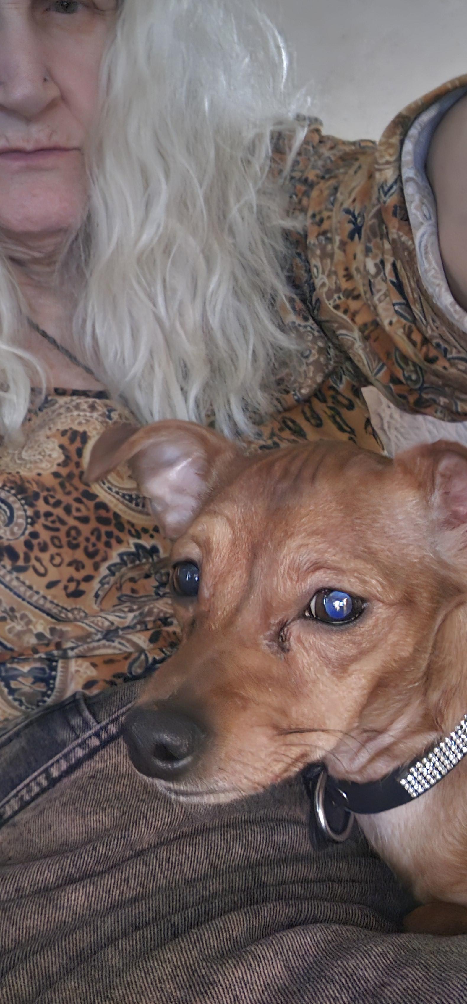 Enlarge Diamond, a ADOPTABLE mixed breed in Hazlet, NJ image 4/4