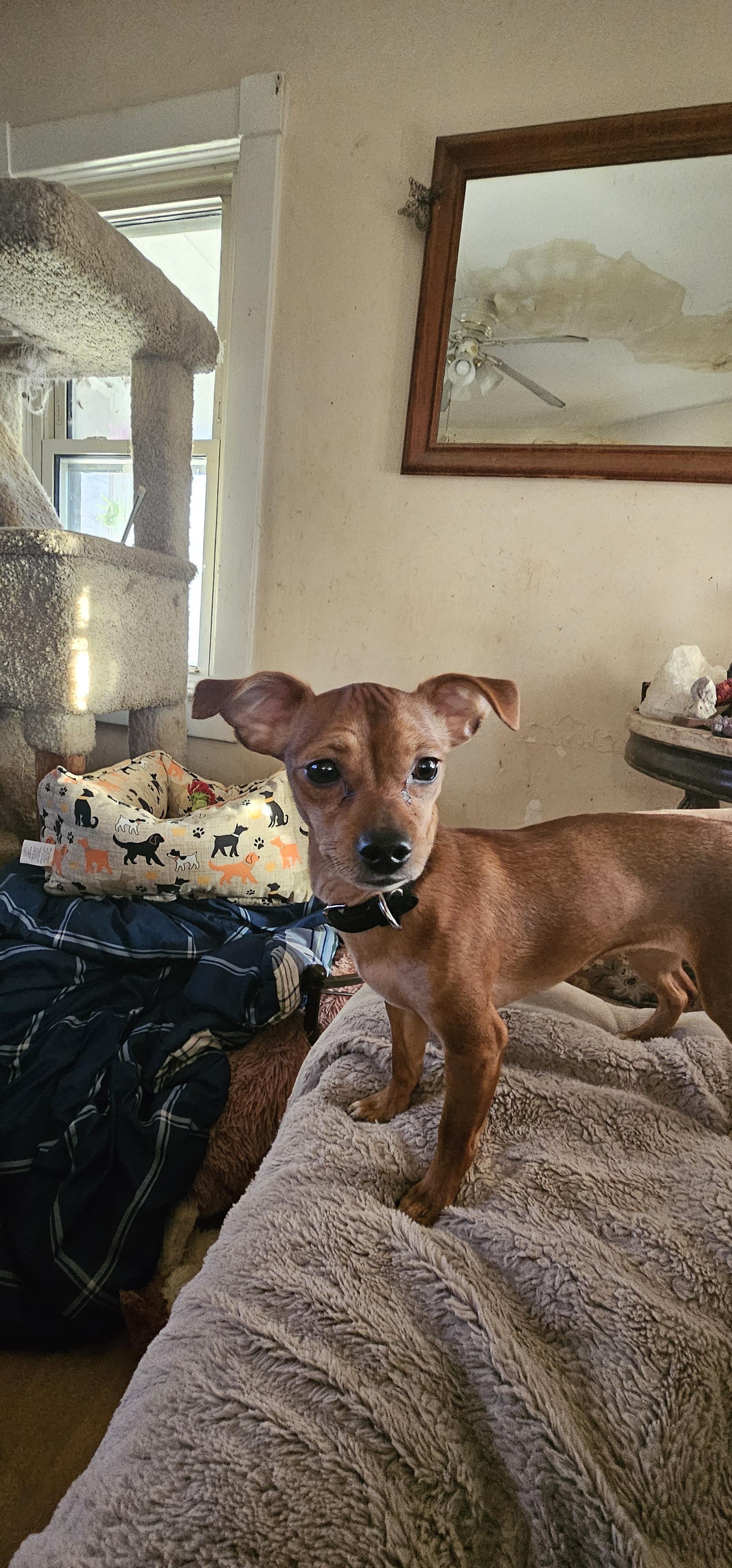 Enlarge Diamond, a ADOPTABLE mixed breed in Hazlet, NJ image 3/4