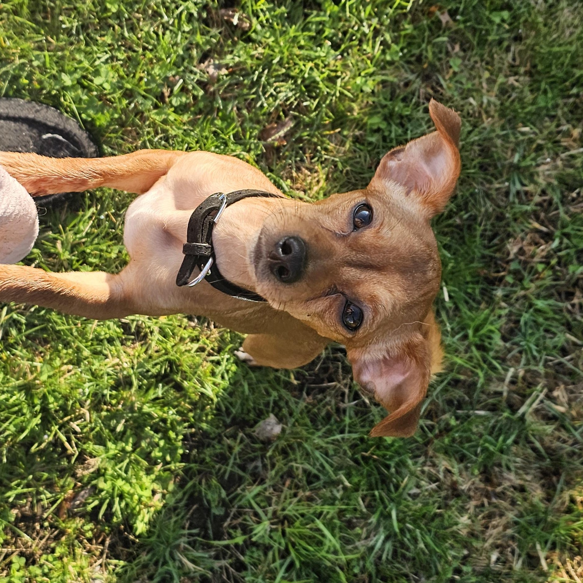 Diamond, ADOPTABLE, Young Female Chihuahua & Dachshund.