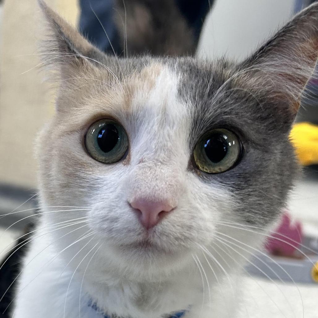 Enlarge Baby, a Adoptable Domestic Short Hair in Hannibal, MO image 1/1