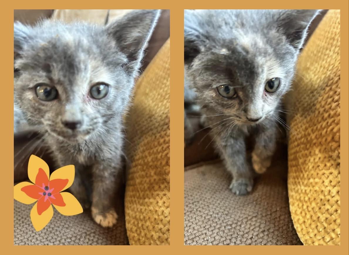 Callie, a ADOPTABLE Dilute Calico in Woodbury, NJ image 3/3