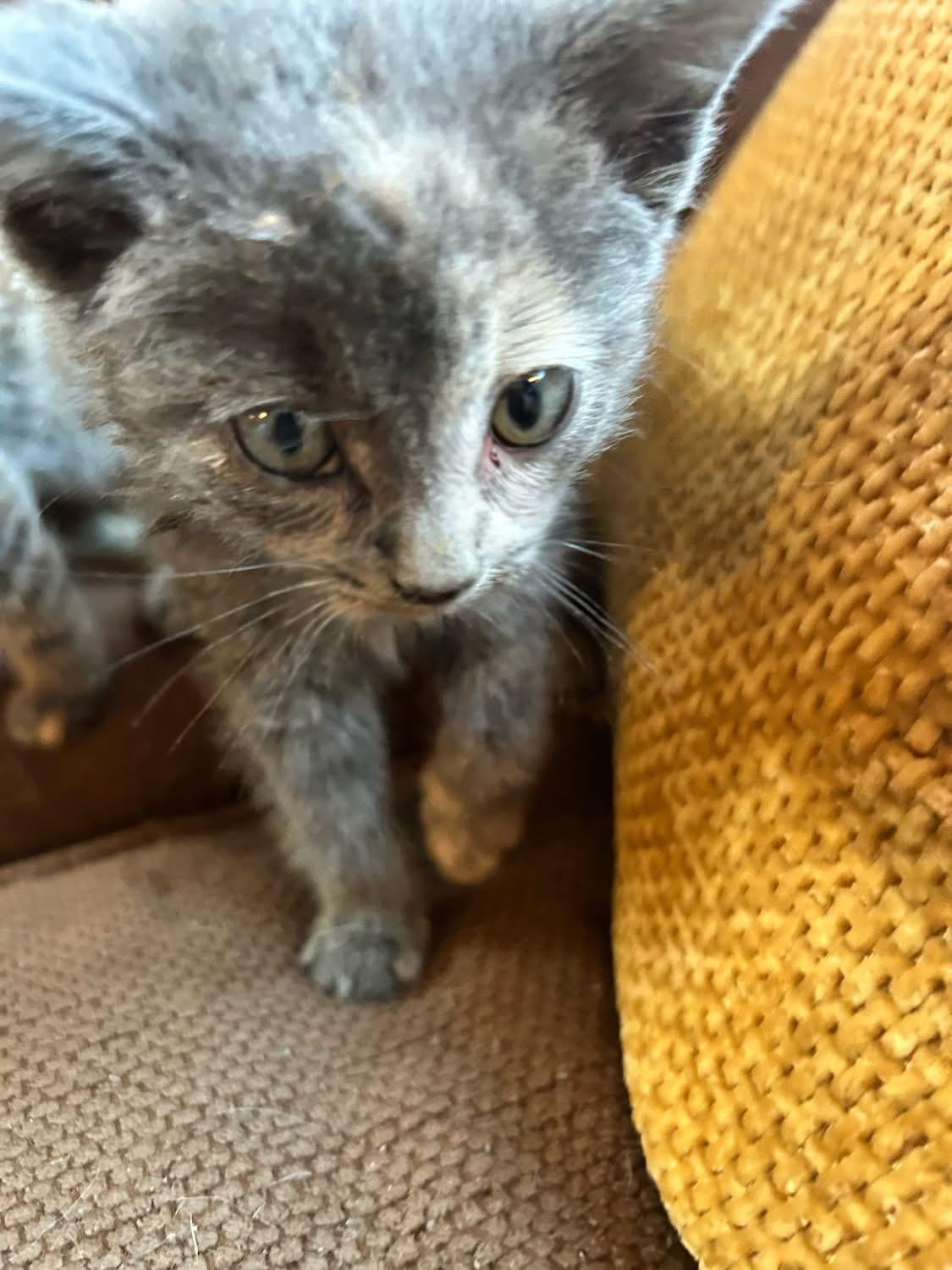 Callie, a ADOPTABLE Dilute Calico in Woodbury, NJ image 2/3