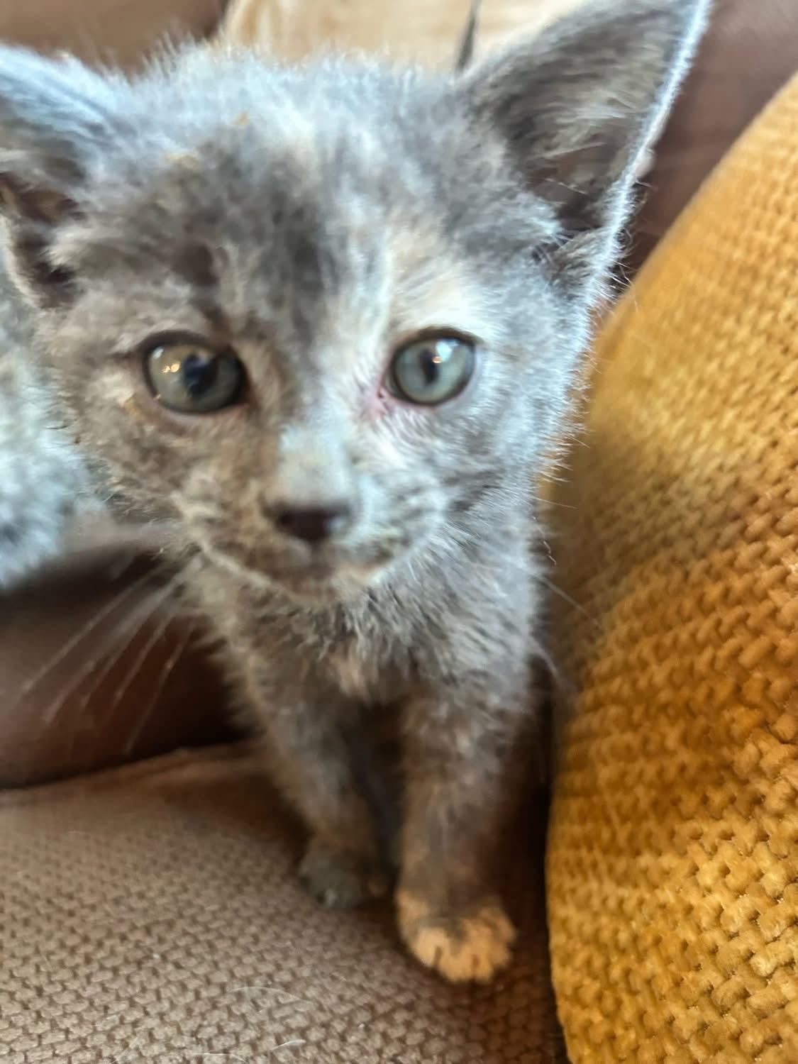 Callie, a ADOPTABLE Dilute Calico in Woodbury, NJ image 1/3