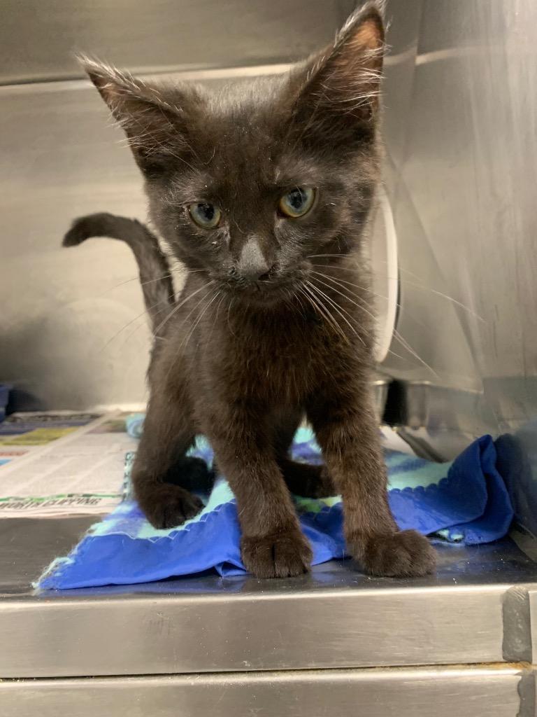 Cranberry, Adoptable, Young Female Domestic Short Hair.