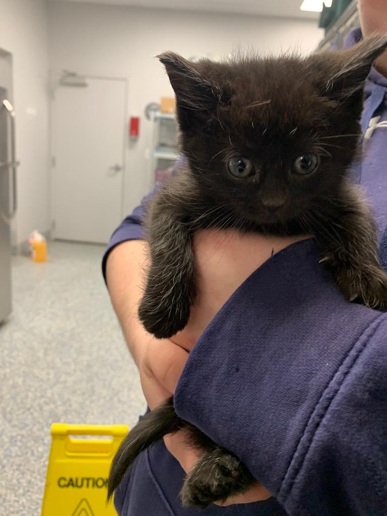 Enlarge Cranberry, a Adoptable mixed breed in Angola, IN image 2/3