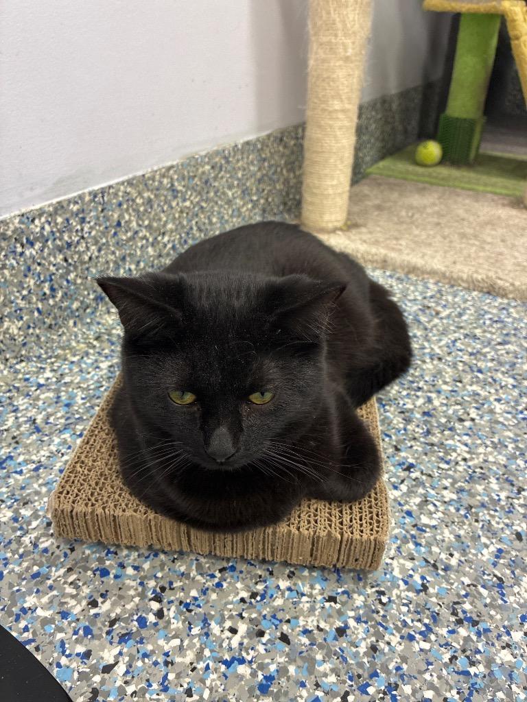 Enlarge Cranberry, a Adoptable mixed breed in Angola, IN image 2/3