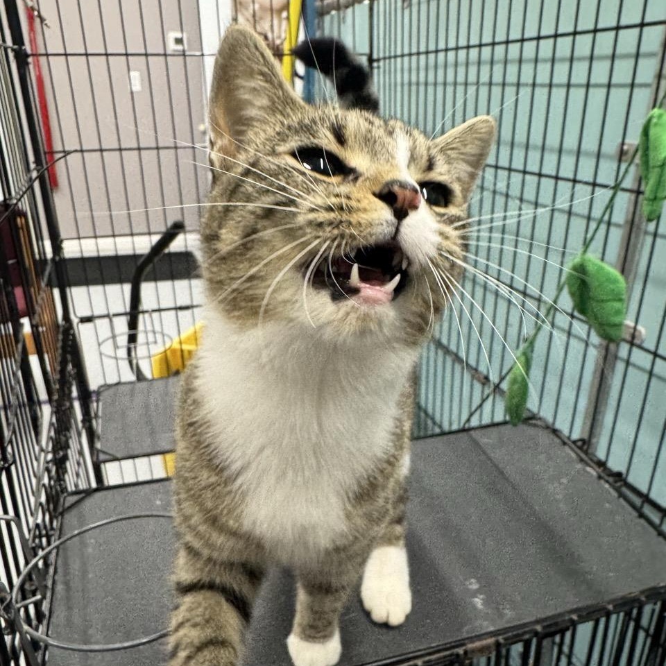 Enlarge Harvest, a Adoptable Domestic Short Hair in Morris, MN image 4/5