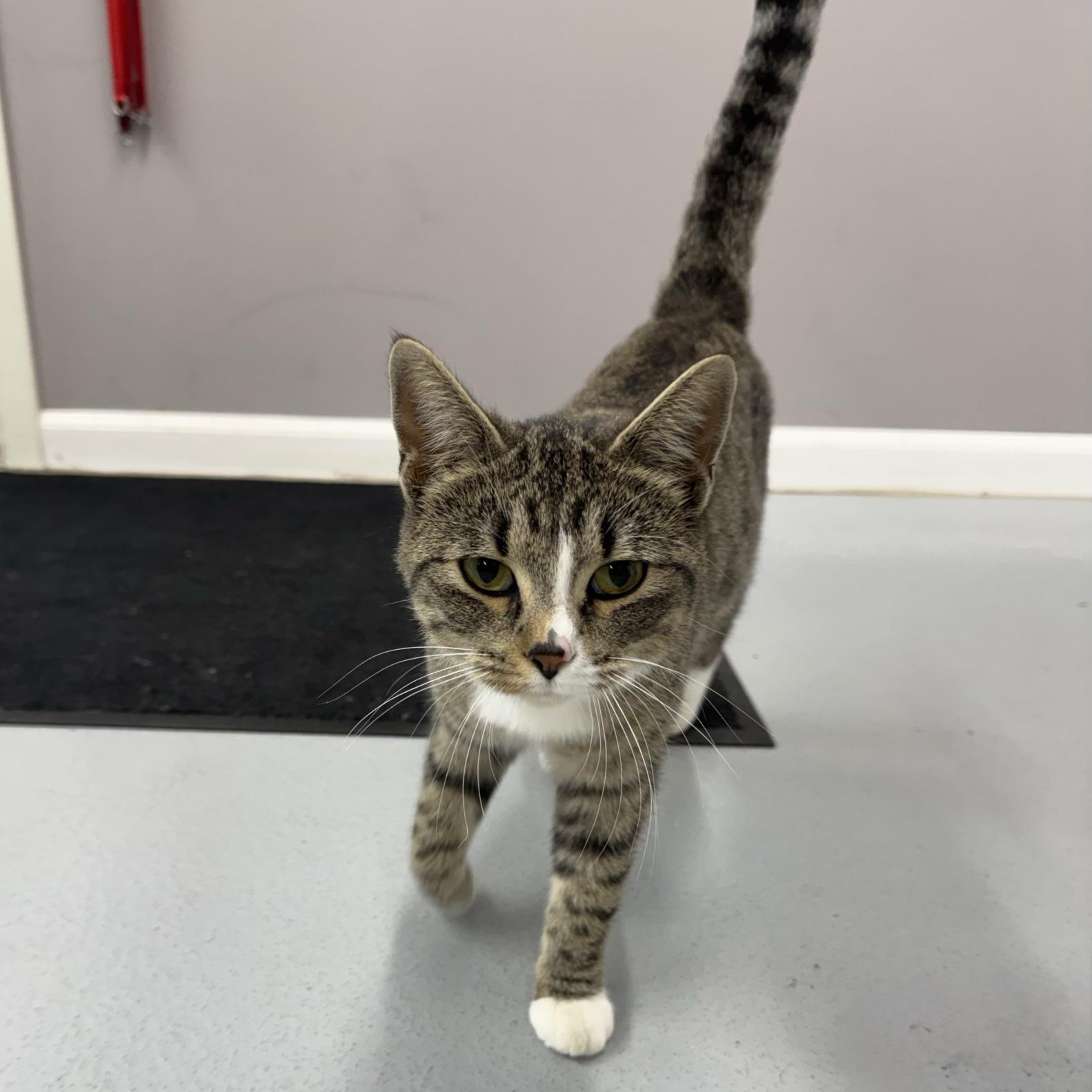 Enlarge Harvest, a Adoptable Domestic Short Hair in Morris, MN image 2/5
