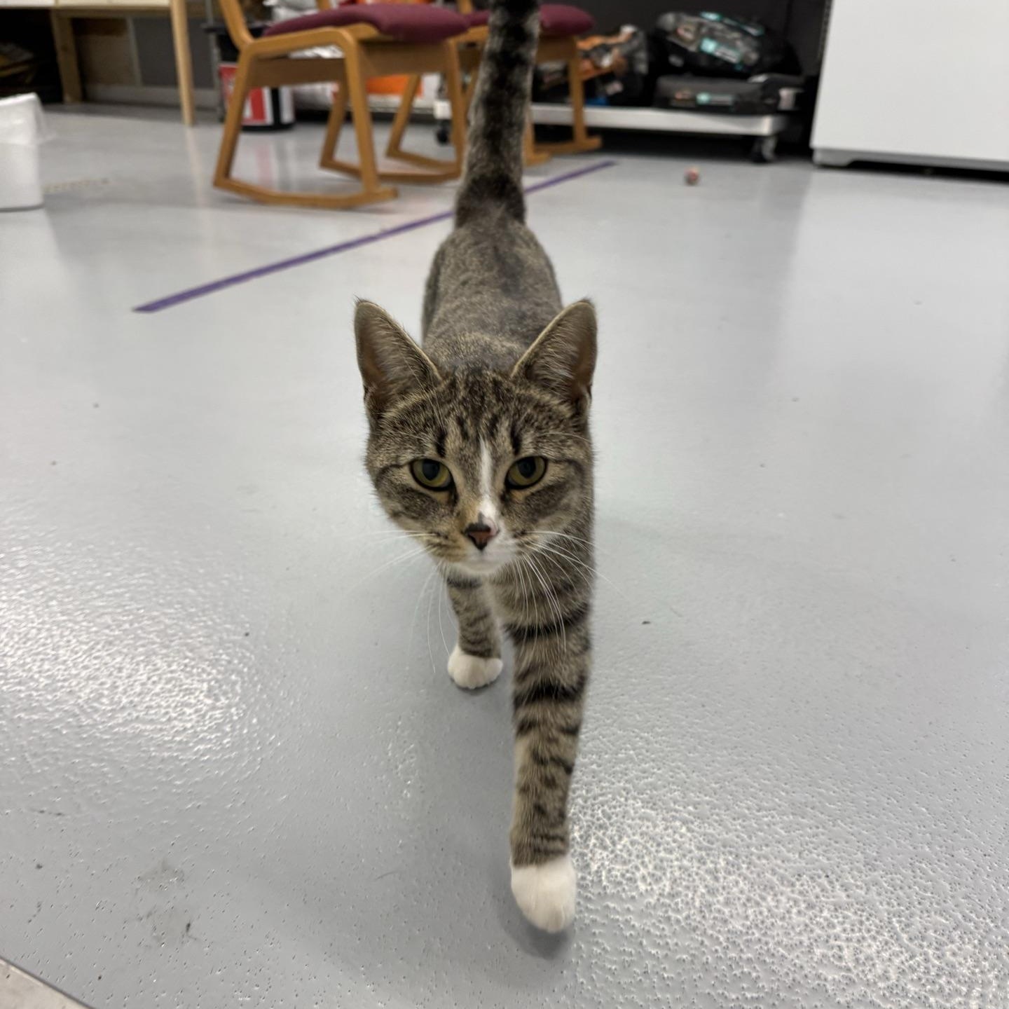 Enlarge Harvest, a Adoptable Domestic Short Hair in Morris, MN image 3/5