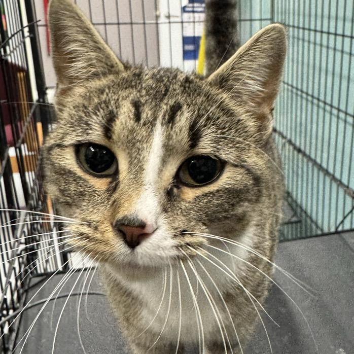 Harvest, Adoptable, Adult Female Domestic Short Hair.