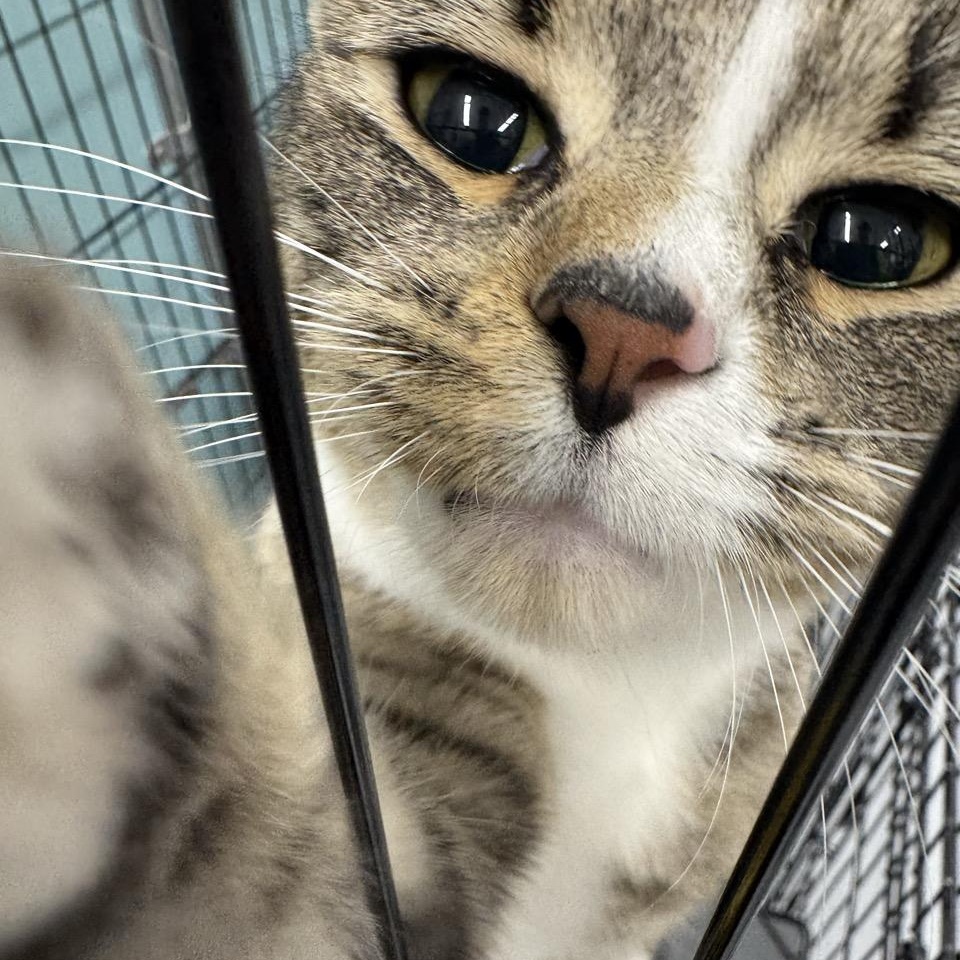 Enlarge Harvest, a Adoptable Domestic Short Hair in Morris, MN image 5/5