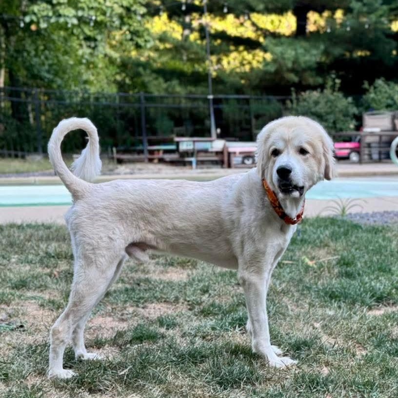 Enlarge Percy, an adopted Great Pyrenees in East Peoria, IL image 4/4