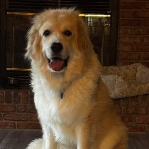 Enlarge Percy, an adopted Great Pyrenees in East Peoria, IL image 2/4
