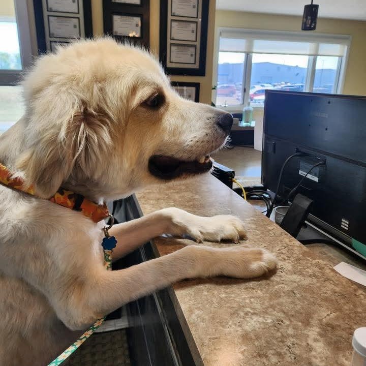 Enlarge Percy, an adopted Great Pyrenees in East Peoria, IL image 3/4