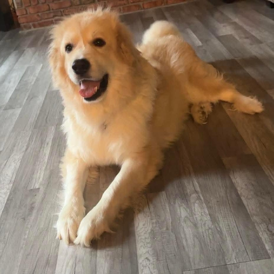 Percy, adopted, Adult Male Great Pyrenees.