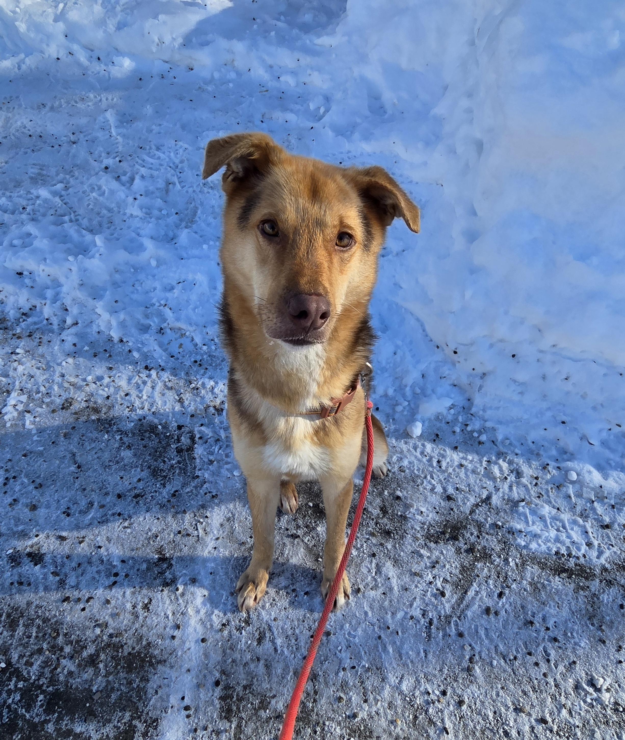 Enlarge Cody, a ADOPTABLE Husky in Anchorage, AK image 2/3