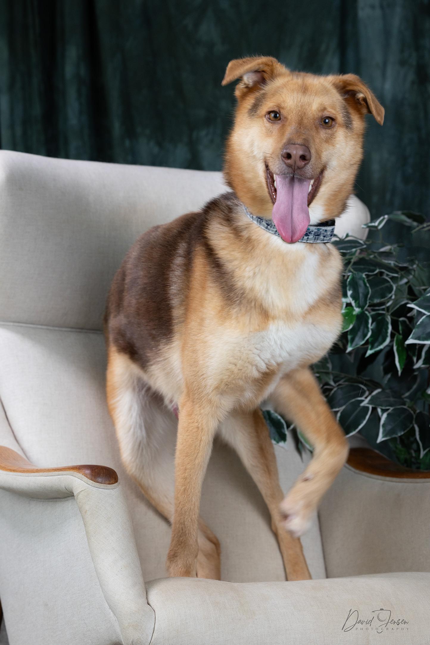 Enlarge Cody, a ADOPTABLE Husky in Anchorage, AK image 3/3