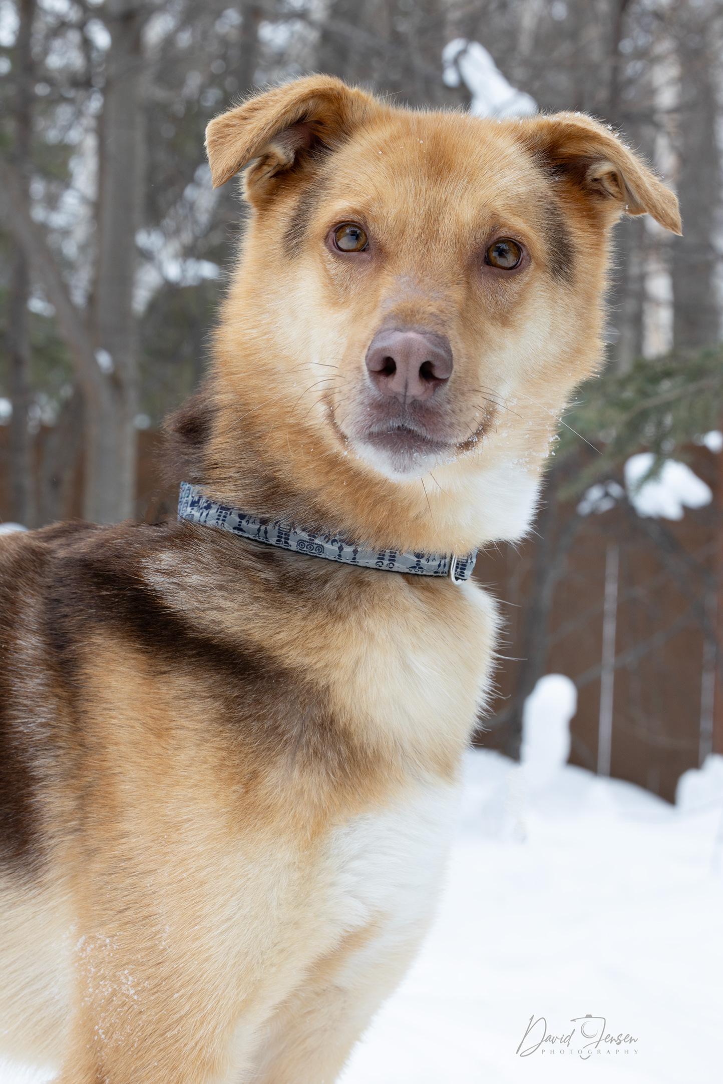 Enlarge Cody, a ADOPTABLE Husky in Anchorage, AK image 1/3