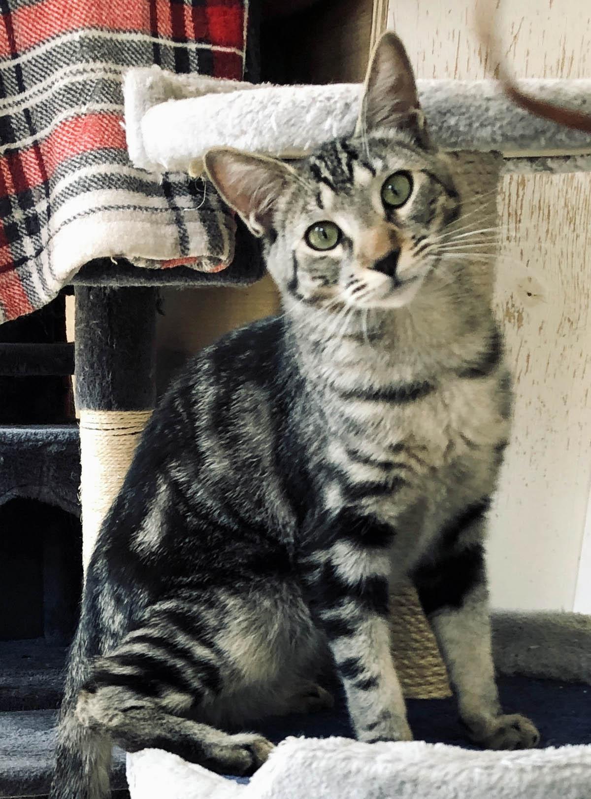 Preston, Baby Male Domestic Medium Hair