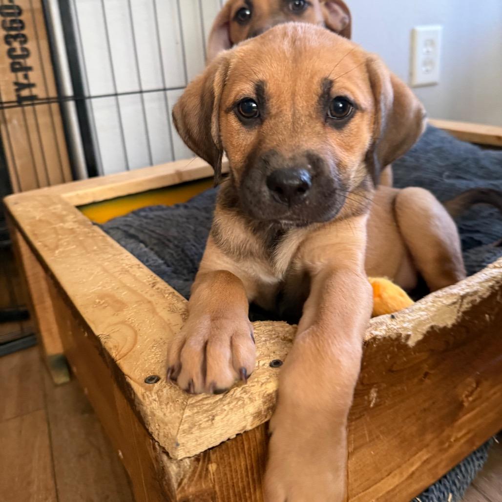 Enlarge Calamari, a Adoptable mixed breed in St. Charles, MO image 1/6