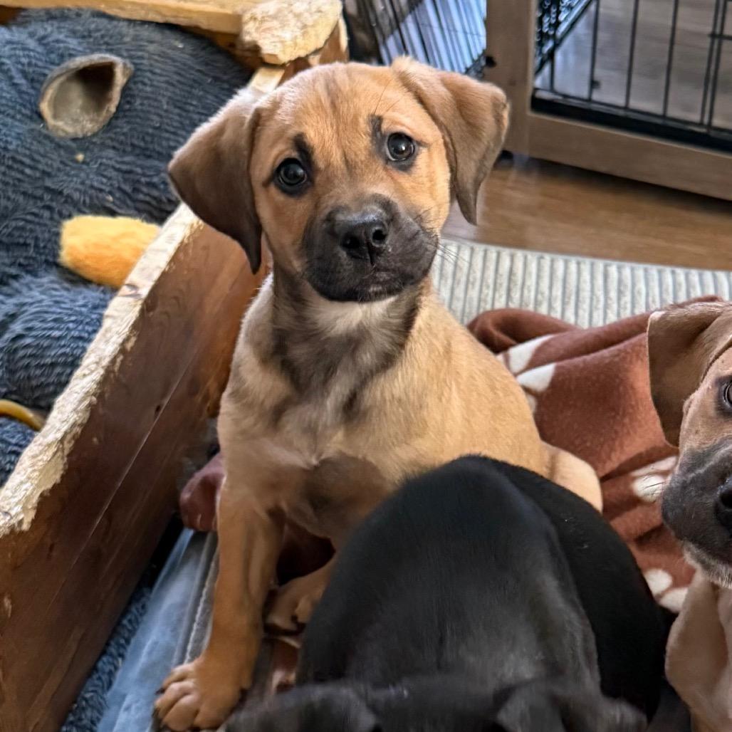 Enlarge Calamari, a Adoptable mixed breed in St. Charles, MO image 2/6