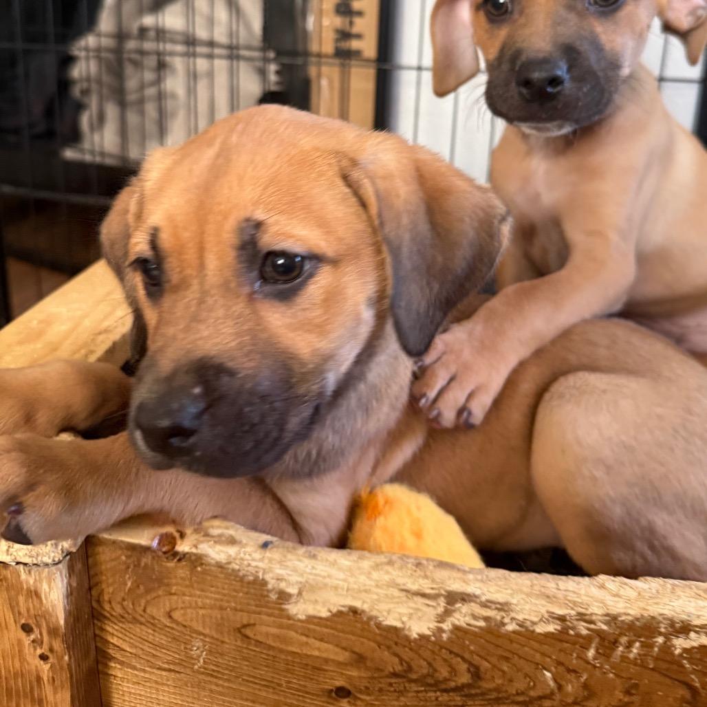 Enlarge Calamari, a Adoptable mixed breed in St. Charles, MO image 3/6