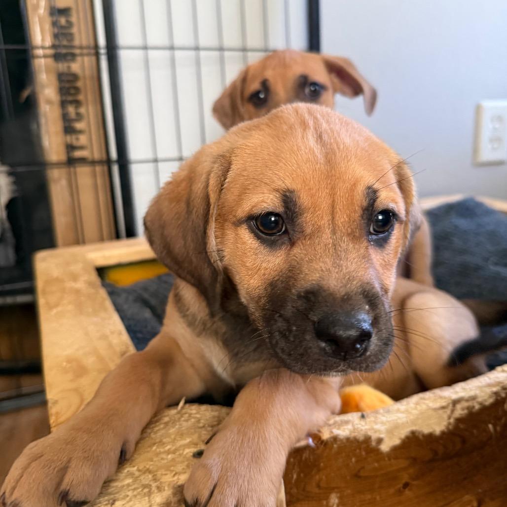 Enlarge Calamari, a Adoptable mixed breed in St. Charles, MO image 4/6