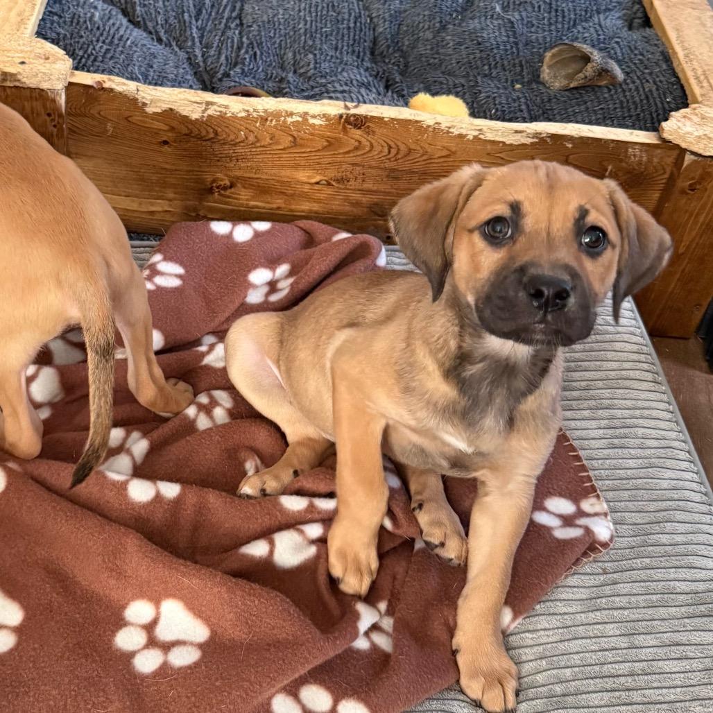 Enlarge Calamari, a Adoptable mixed breed in St. Charles, MO image 5/6