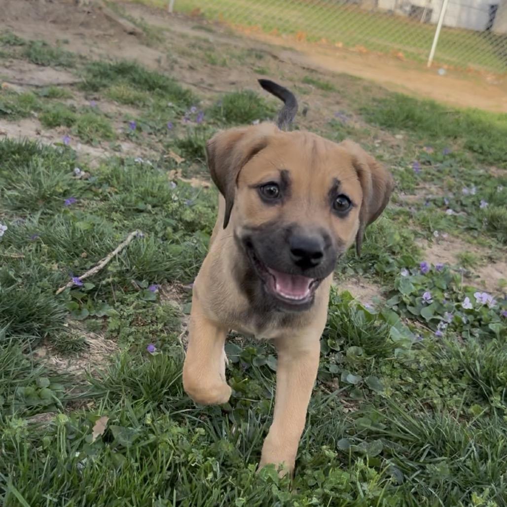 Enlarge Calamari, a Adoptable mixed breed in St. Charles, MO image 6/6