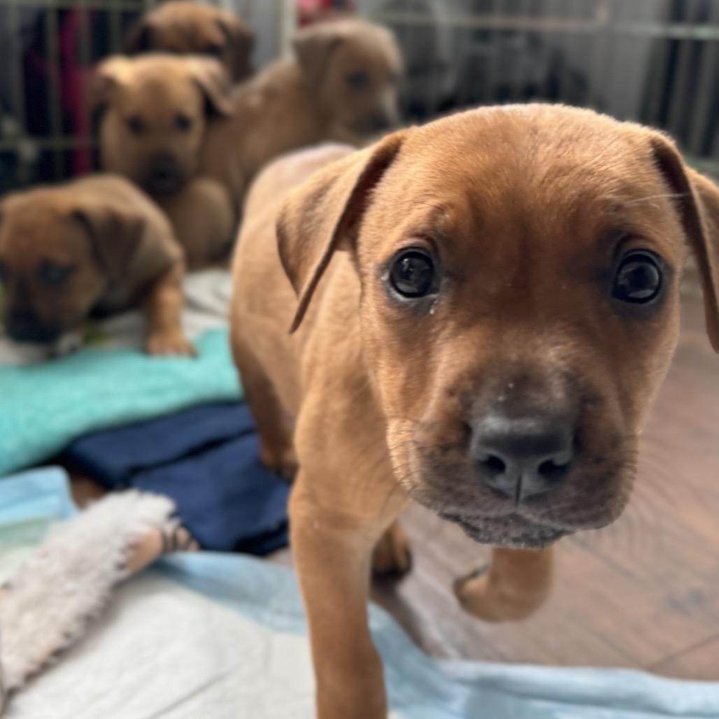 Enlarge Kenny, a Adoptable Mixed Breed in Hollister, FL image 1/4