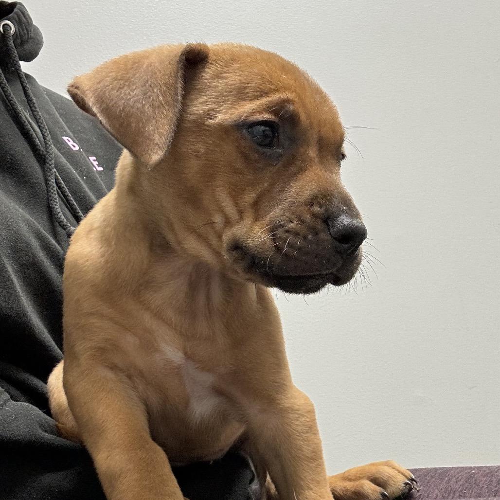 Enlarge Kenny, a Adoptable Mixed Breed in Hollister, FL image 2/4